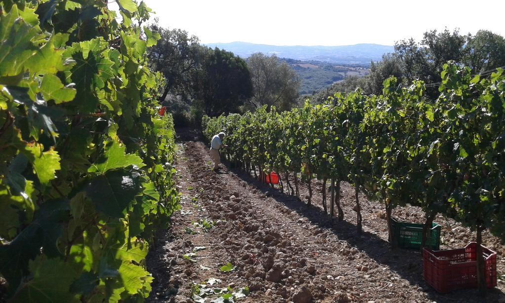 Agriturismo Belvedere Di Pierini E Brugi Campagnatico Luaran gambar